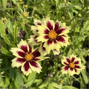 Кореопсис крупноцветковый Солар Фанси (Solar Fancy) usp25-22
