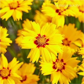 Кореопсис крупноцветковый Солар Мун (Solar Moon) usp25-24