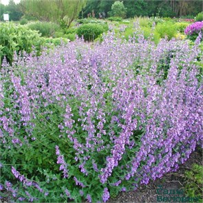 Котовник Фассена Сикс Хиллс Гигант (Six Hills Giant) usp25-26