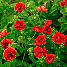 Лапчатка гибридная Арк эн сиел (Arc en ciel) usp25-31