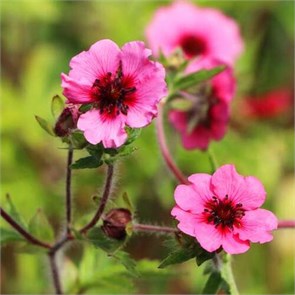 Лапчатка непальская Мисс Вилмотт (Miss Willmott) usp25-33