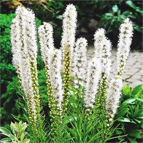 Лиатрис колосковый Флористан Вейс (Floristan Weiss) usp25-35