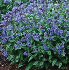 Медуница длиннолистная Андерсон (E.B. Anderson) usp25-37