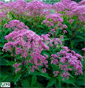 Посконник пятнистый Артупурпуреум (Atropurpureum) usp25-41