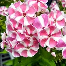 Флокс метельчатый Бамбин Канди Краш (Bambini Candy Crush) usp25-46