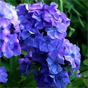 Флокс метельчатый Блю Парадайз (Blue Paradise) usp25-47