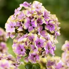 Флокс метельчатый Неон Щербет Бленд  (Neon Sherbet Blend) usp25-49