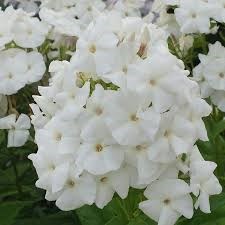 Флокс метельчатый Пина Колада (Pina Colada) usp25-51