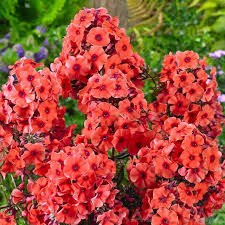 Флокс метельчатый Юникью Оранж  (Younique Orange) usp25-52