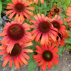 Эхинацея Блэйз Оранж Сансет (Prairie Blaze Orange Sunset) usp25-53