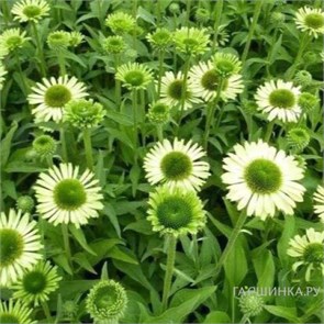 Эхинацея Блэйз Винтаж Лайм (Prairie Blaze Vintage Lime) usp25-54