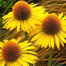 Эхинацея пурпурная Меллоу Еллоу (Mellow Yellow) usp25-57