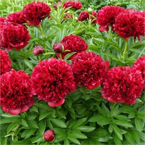 Пион травянистый Элиза Ланди (Eliza Lundy) 25427