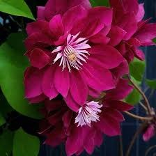 Клематис Акафуджи (Akafuji) usp25-60