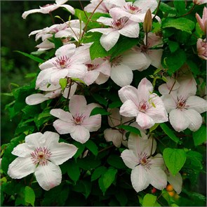 Клематис Иоанн Павел 2 (Jan Paweł II) usp25-63