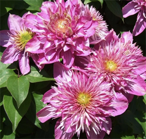 Клематис Кайзер (Kaiser) usp25-64