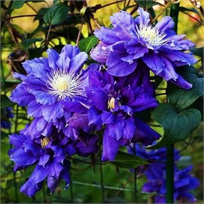 Клематис Кири те Канава (Kiri Te Kanawa) usp25-66