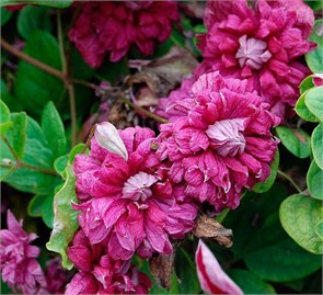 Клематис Пурпл Плена Элеганс (Purpurea Plena Elegans) usp25-69