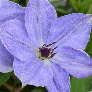 Клематис Скайфолл (Skyfall) usp25-70