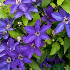 Клематис Президент (The President) usp25-72