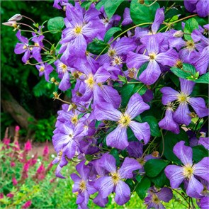 Клематис (княжик) Дженни (Janny) usp25-79