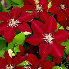 Клематис Вестерплатт (Westerplatte) usp25-73