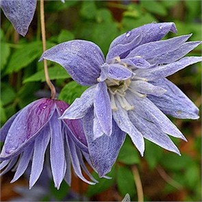 Клематис (княжик) Сесиль (Cecile) usp25-75