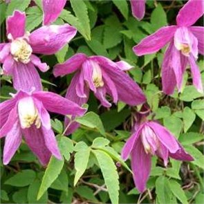 Клематис (княжик) Констанс (Constance) usp25-76