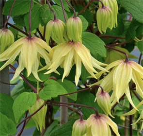 Клематис (княжик) Голден Сюрпрайз (Golden Surprise) usp25-78