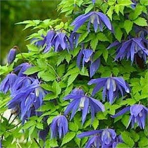 Клематис (княжик) Джиска (Jiska) usp25-80