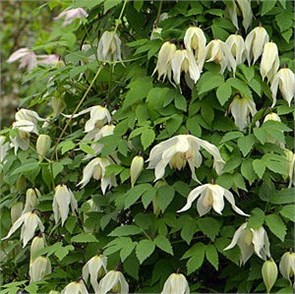 Клематис (княжик) Лемон Бьюти (Lemon Beauty) usp25-82