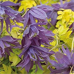 Клематис (княжик) Люминос Даск (LUMINOUS DUSK) usp25-84