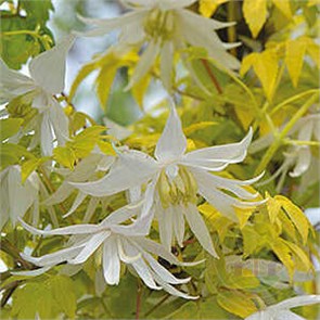 Клематис (княжик) Люменос Сноу (LUMINOUS SNOW) usp25-85