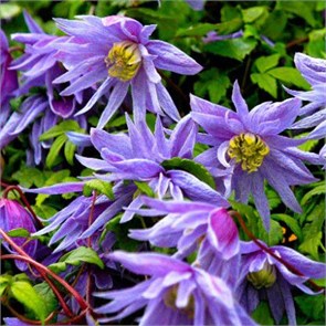 Клематис (княжик) Майдвел Холл (Maidwell Hall) usp25-86