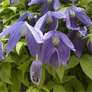 Клематис (княжик) Памела Джекман (Pamela Jackman) usp25-87