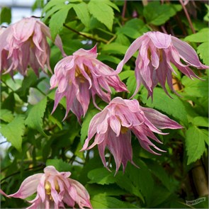 Клематис (княжик) Пинк Свинг (Pink Swing) usp25-89