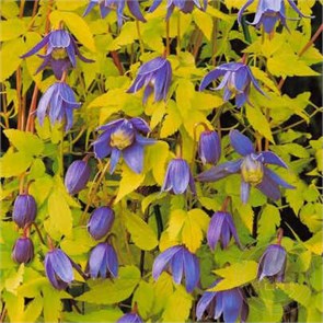 Клематис (княжик) Столвик Голд (Stolwijk Gold) usp25-92