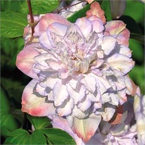 Клематис (княжик) крупноцветковый Анна Чойс (Anna`s Choice) 25429