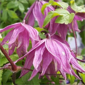 Клематис (княжик) Крегсайд (Cragside) 25430