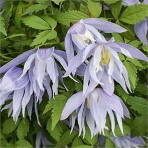 Клематис (княжик) Эскима (Eximia) 25431