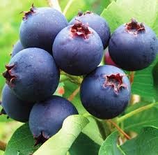 Ирга Нортлайн 25433