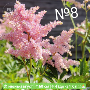 {{photo.Alt || photo.Description || 'Астильба №8'}}