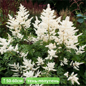 Астильба Бланка 25435