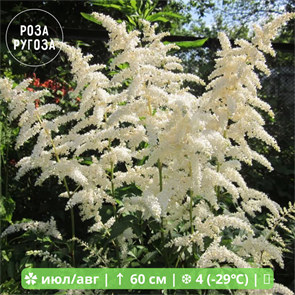 Астильба Эваланш (Avalanche) 25437