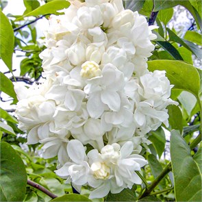 Сирень сортовая Моник Лемуан (Monique Lemoine) 25440