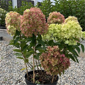 {{photo.Alt || photo.Description || 'Гортензия метельчатая Мечта Лескова'}}