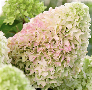 {{photo.Alt || photo.Description || 'Гортензия метельчатая Литтл Фреско (Little Fresco)'}}