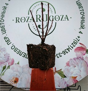 {{photo.Alt || photo.Description || 'Гортензия метельчатая Полестар (Polestar)'}}