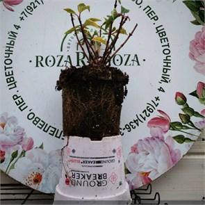 {{photo.Alt || photo.Description || 'Гортензия метельчатая Граундбрейкер (Groundbreaker)'}}