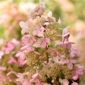 Гортензия метельчатая Мартинваст (Martinvast) 25444